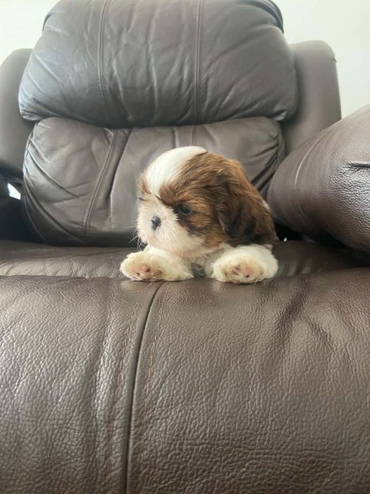 Sunia Shih tzu tricolor