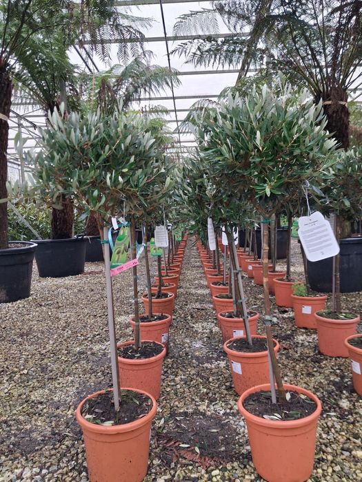 Drzewa oliwne / formy bonsai