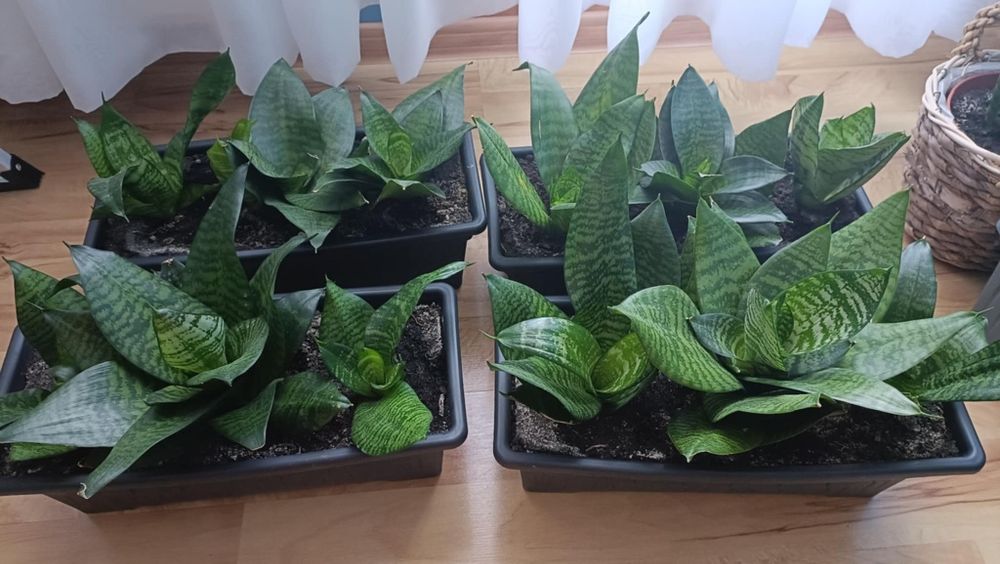 Sansewiera - kwiat doniczkowy