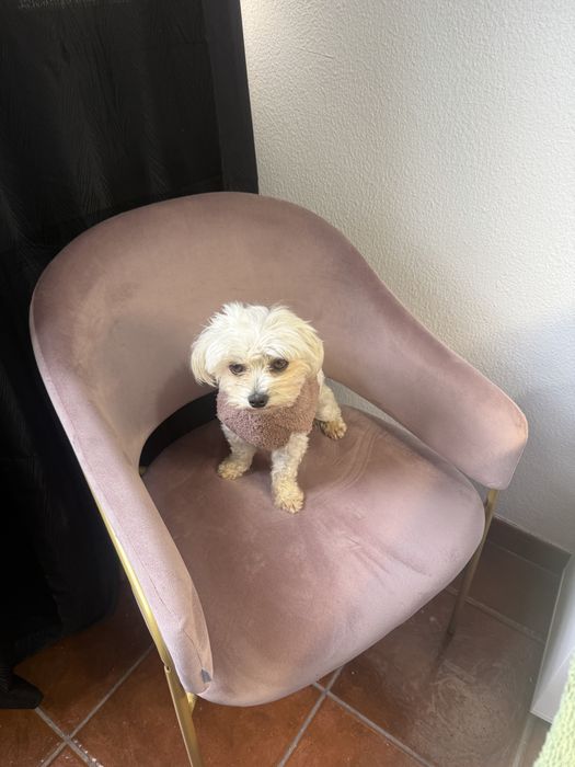 Procuro Bichon Maltês para acasalar com a minha cadela