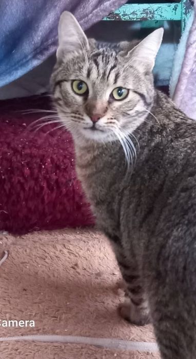 Отдам бесплатно котят.7 мес.