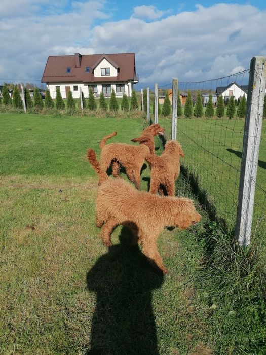 Pudel królewski czerwony pies