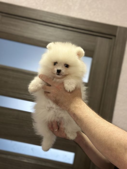 Мишка померанский шпиц