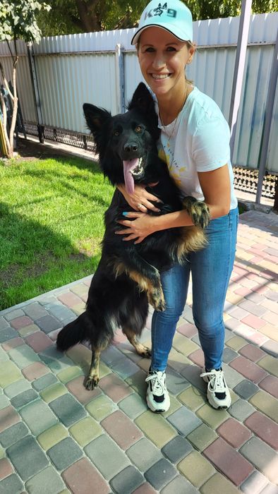 Цуценята німецької вівчарки.  Щенки немецкая овчарка