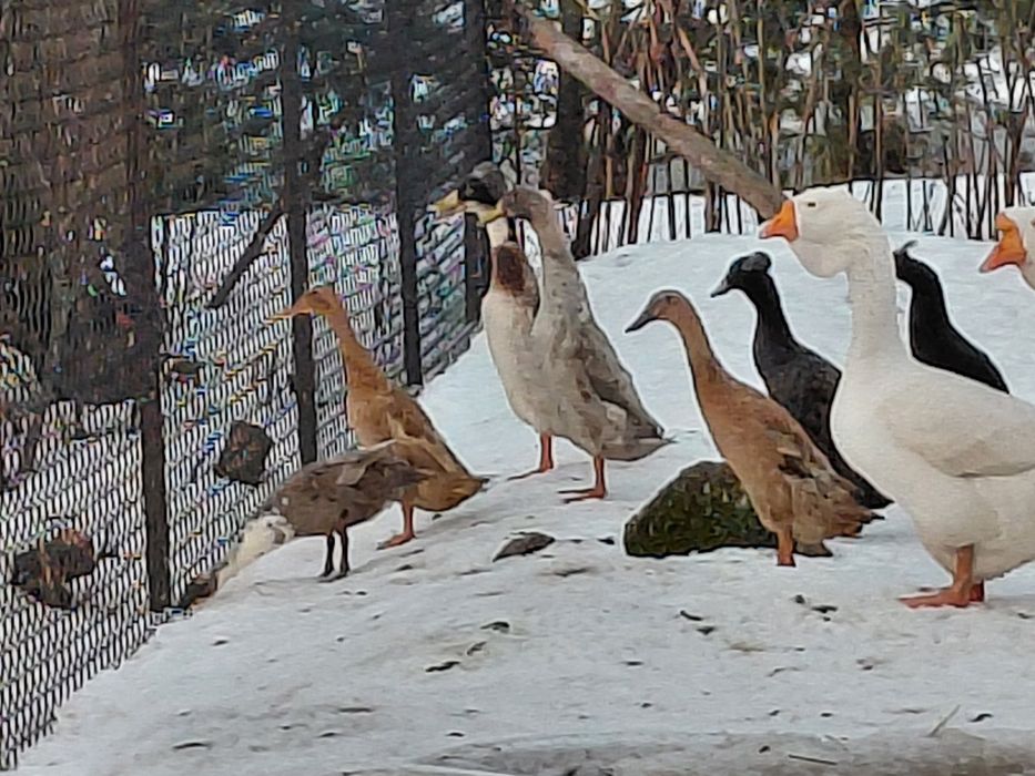 Sprzedam biegusy czubate i zwykłe