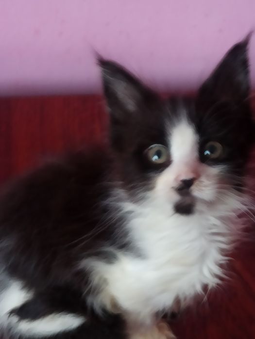 Сестрички із розплідника готові до переїзду