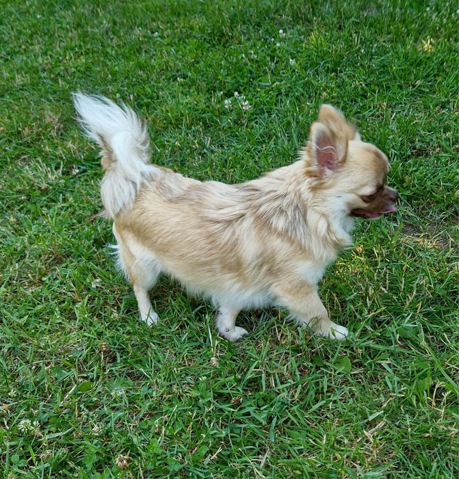 Piesek długowłosy Chihuahua