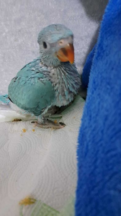 Aleksandretty obrozne