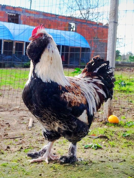 Ovos Galados, Brahamas, Faverolles, Malines White