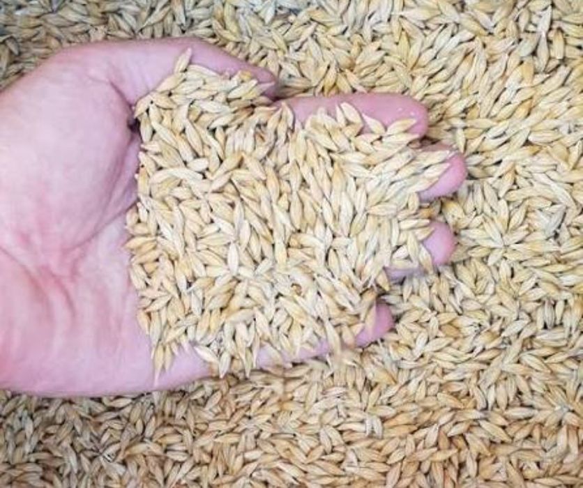 Продам ярый ячмень