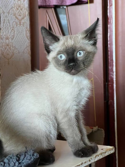 Кошенята в добрі руки