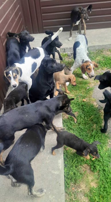 Цуценята привиті