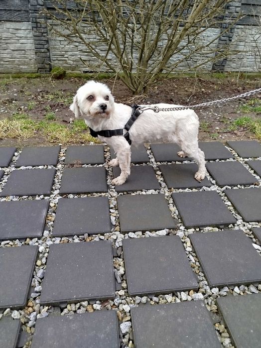 Hawańczyk suczka 500 zł.