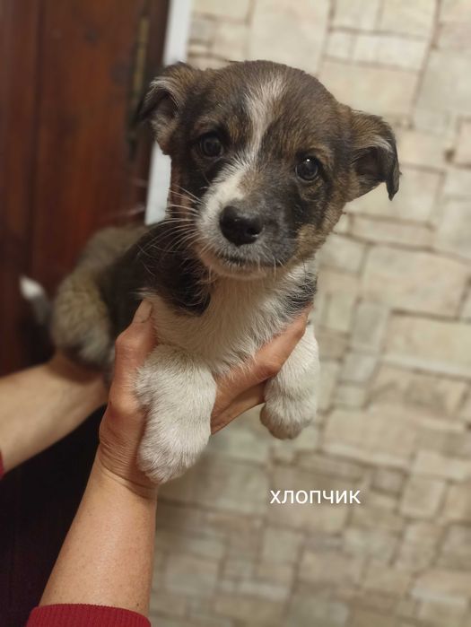 Цуценята маленькі