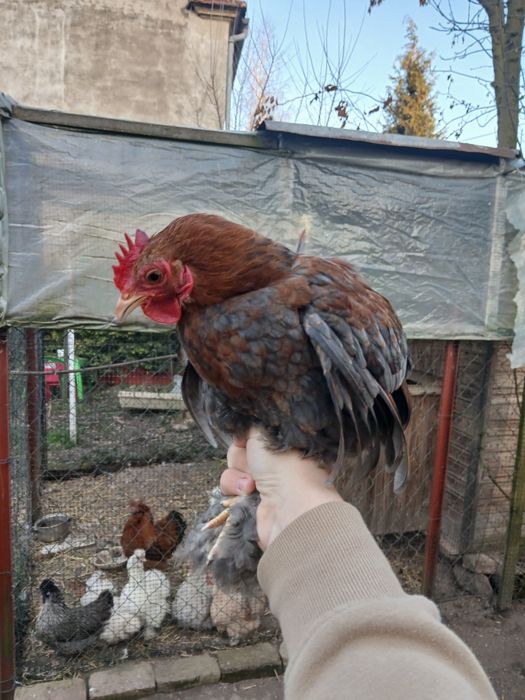 Sprzedam lub zamienię koguta kochin miniaturowy karzełek kochin kochin