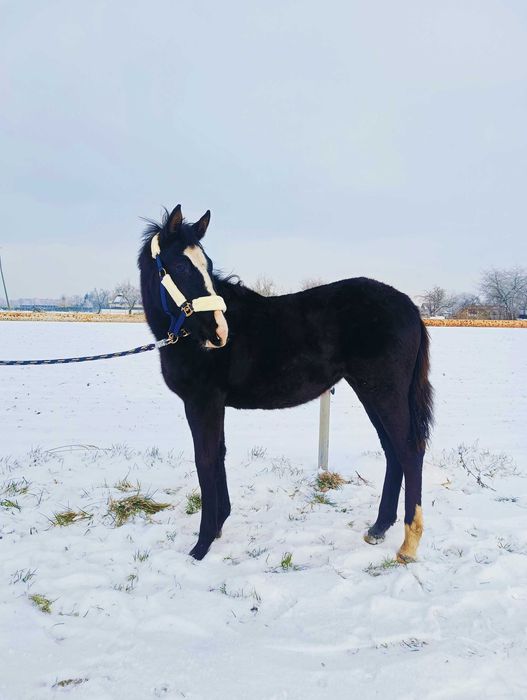 roczna klacz - księga główna