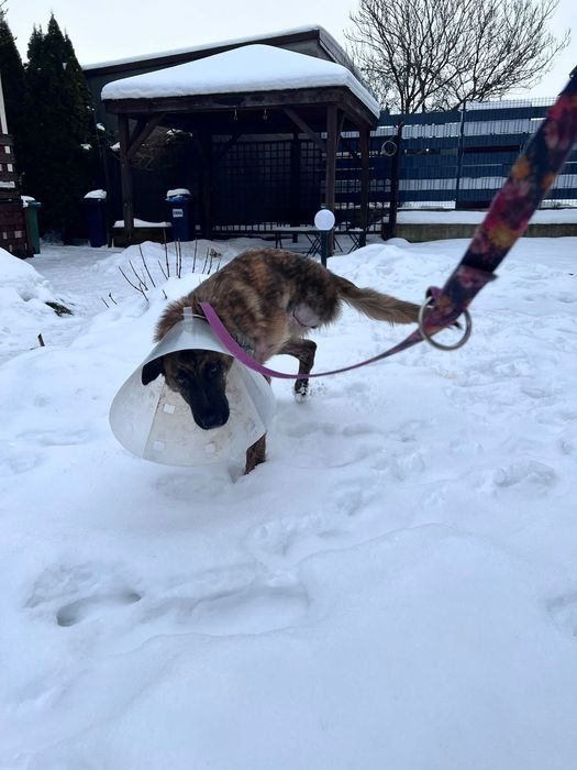 Neptunek szuka swojej chaty