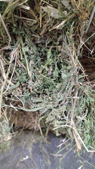 Luzerna de alta qualidade