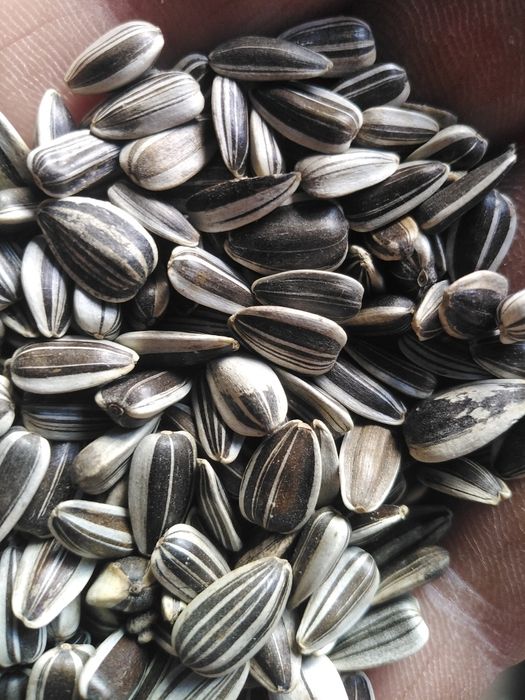 Proso czerwone białe żółte zielone i czarne