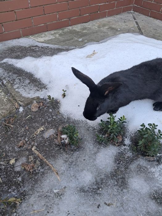 Чистокровні.строкачі