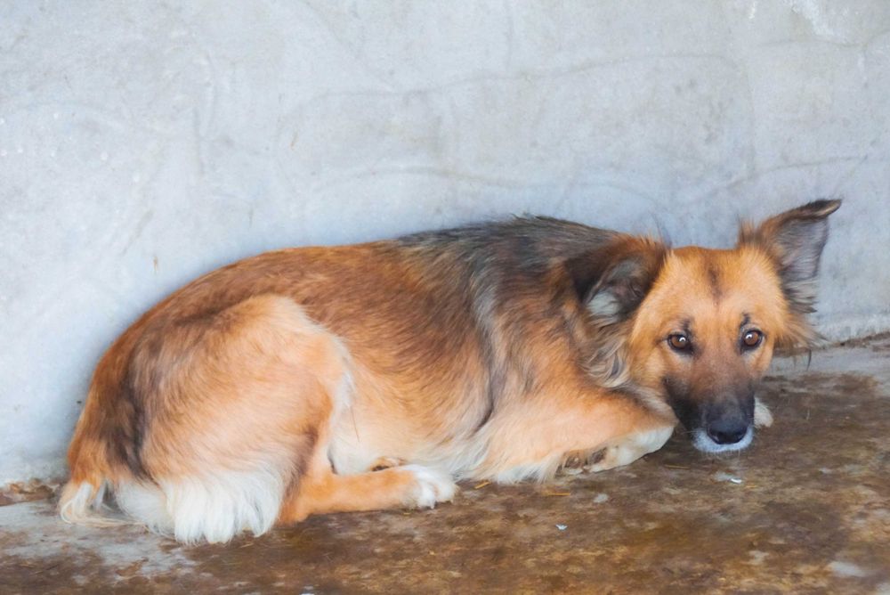 TAJA - niewielka, wystraszona sunia szuka domu