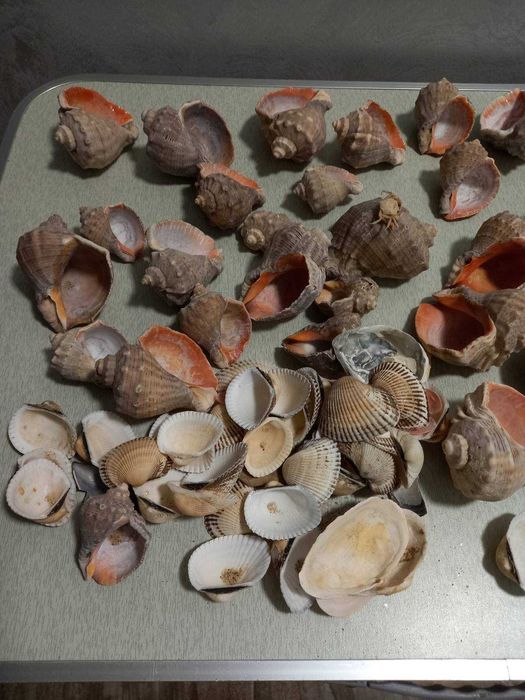 Ракушки, рапаны.