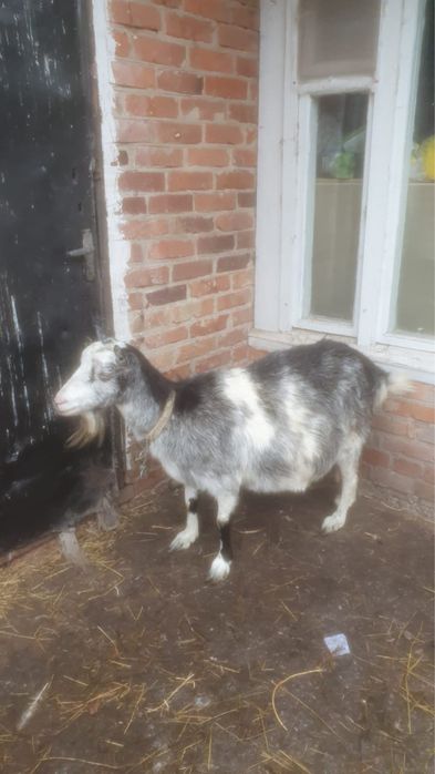 Продам козу та козла