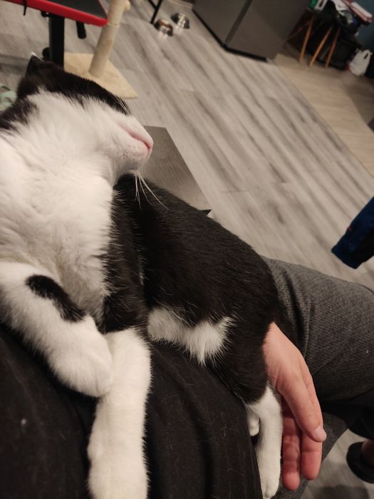 Срочно отдам котёнка
