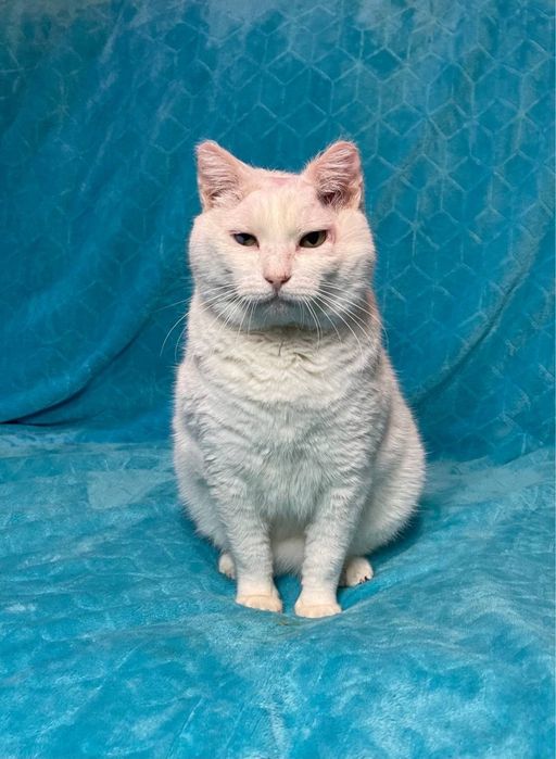 Білий кіт 3-4 роки, дуже контактний, власники поїхали закордон