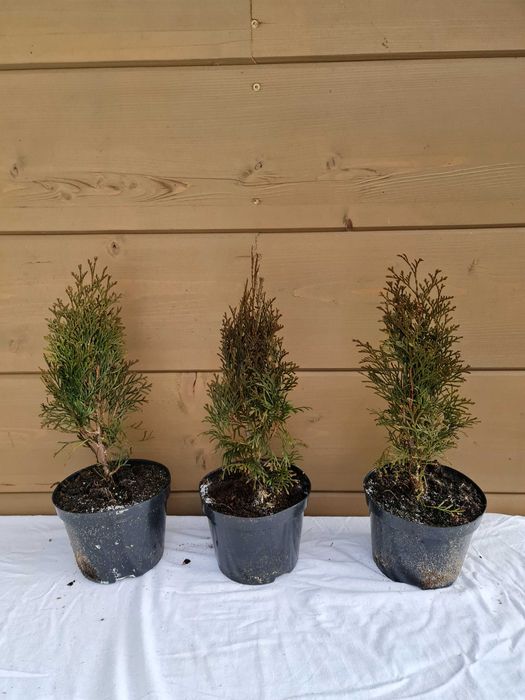 thuja tuja smaragd szmaragd 40-50 cm