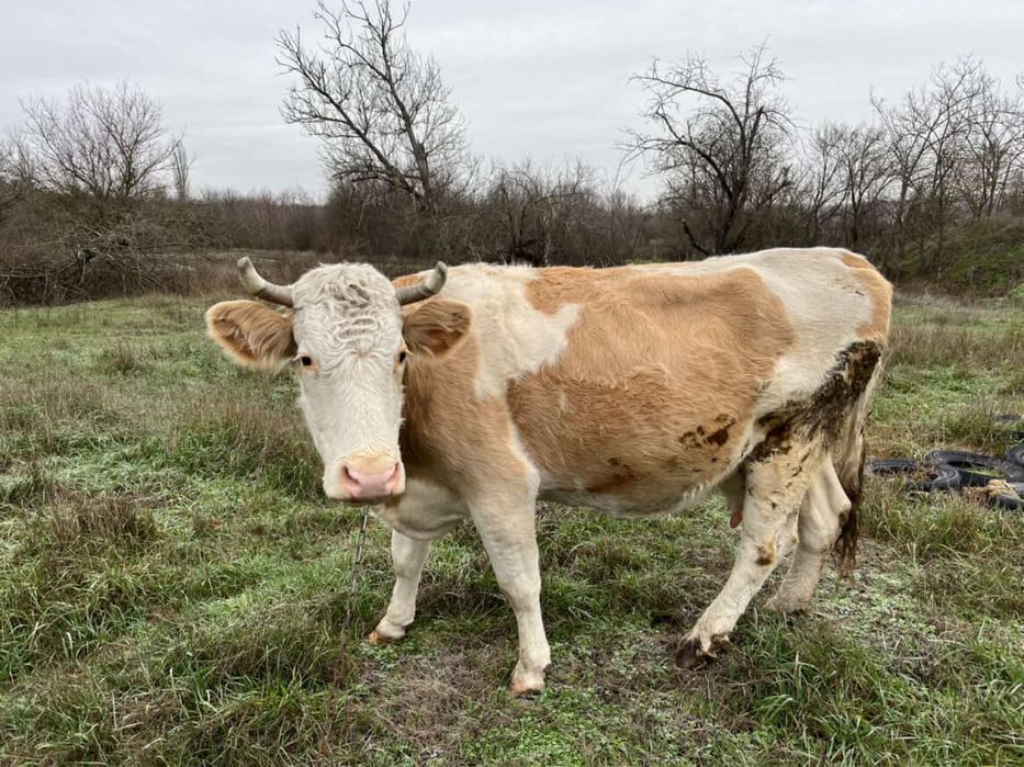 Корова на утримання