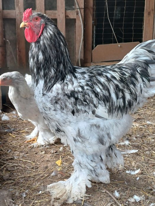 Ovos das seguintes raças