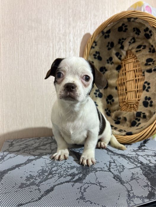 Чихуахуа. Хлопчик. Київ