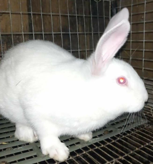 Кролики  термони