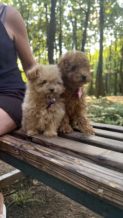 Хлопчики мальтіпушки
