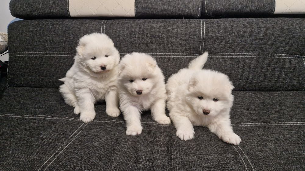 Szczeniaki Samoyed