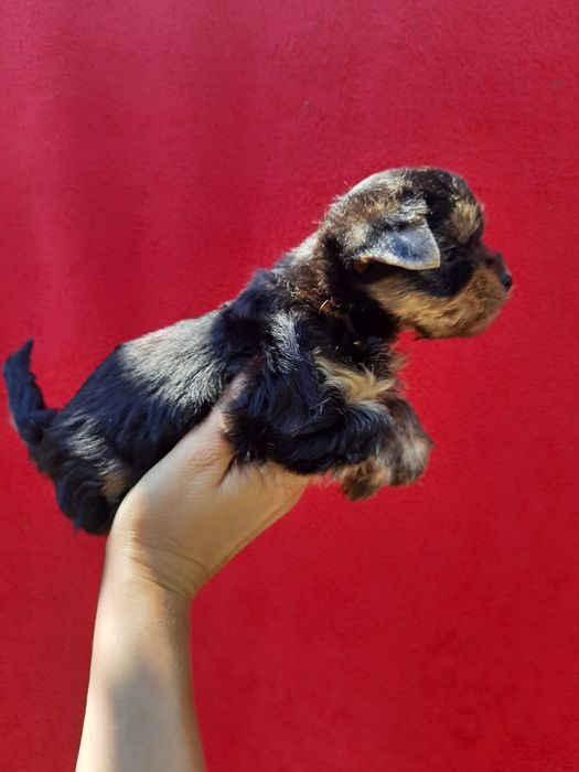 Мини йорка девочка