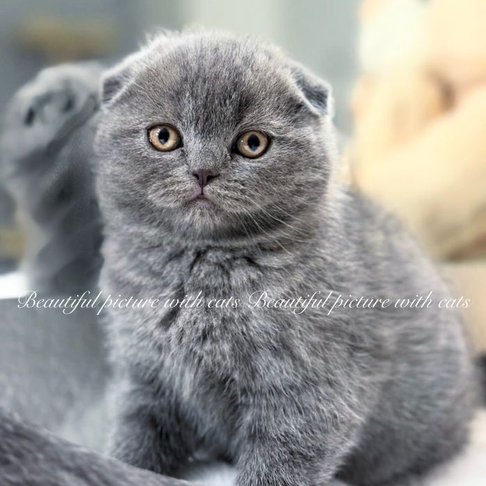 Класнючі кошенята