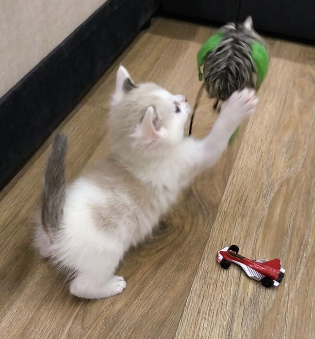 Котёнок мальчик сиамский 1 месяц