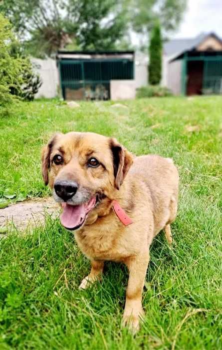 Wesoły Marley szuka domu - Fundacja Zwierzaki w Potrzebie