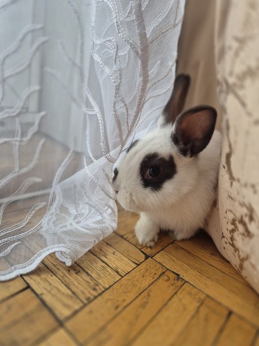 Królik miniaturka