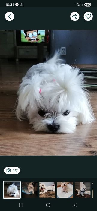 Maltańczyk reproduktor