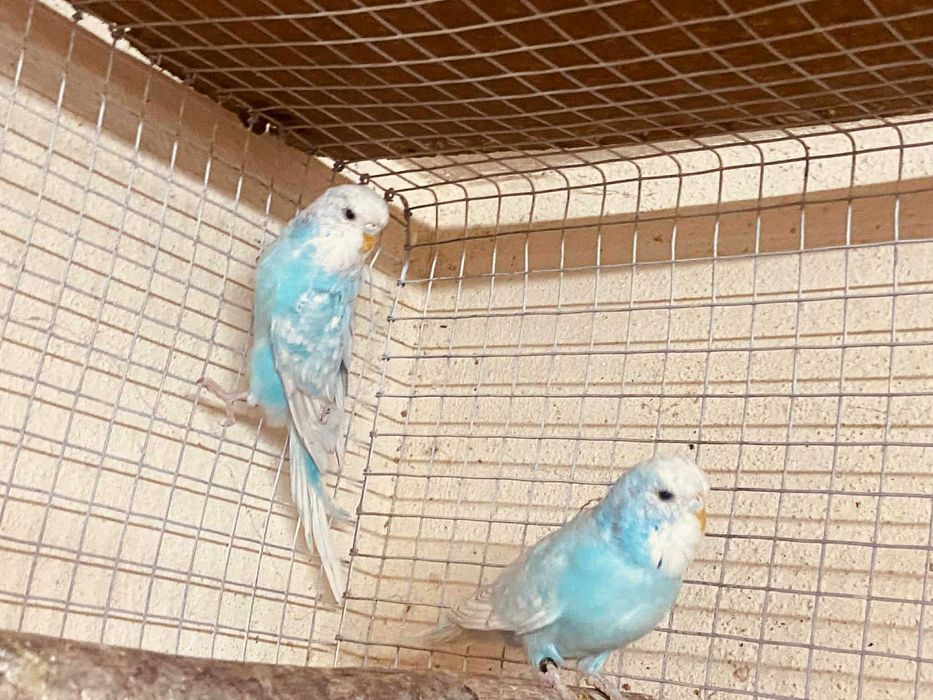 Periquitos ingleses puros