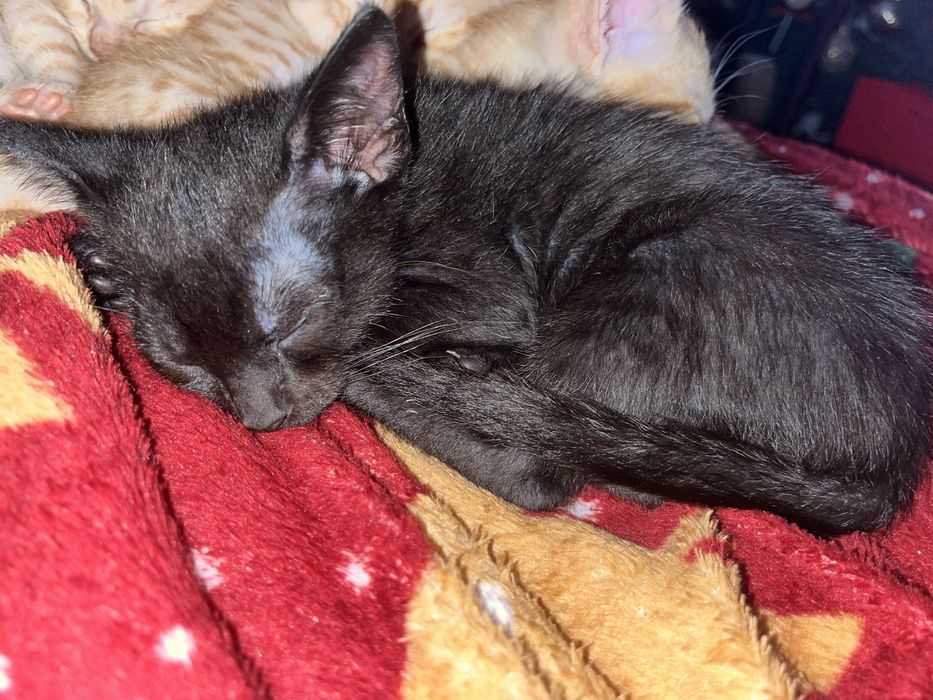 Gatinhos para adoção responsavel