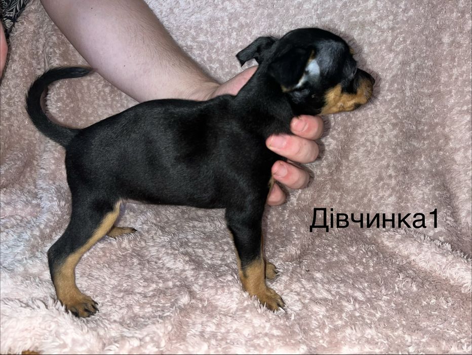 Цвергпінчер цуценятка
