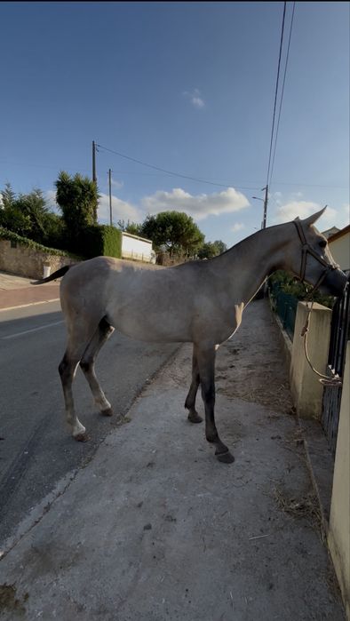Poldro arabe muito mansinho