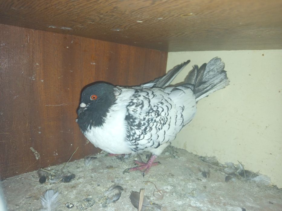 Sprzedam gołębie ostatnio