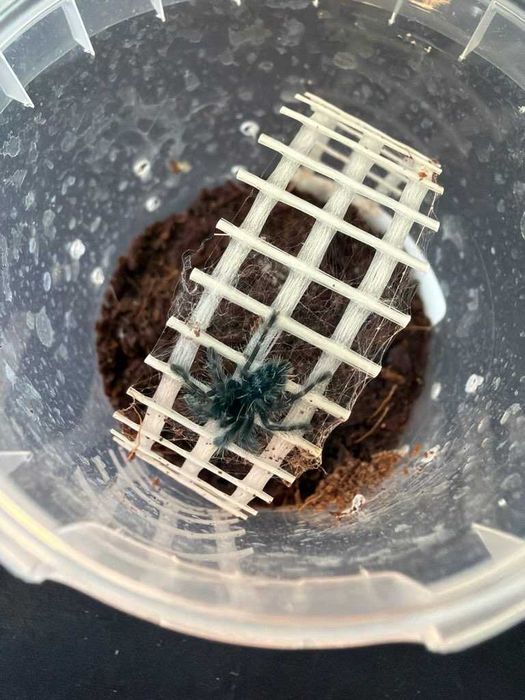 Caribena versicolor l3/l4
