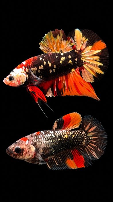 Bettas Tailândia - Premium Selection