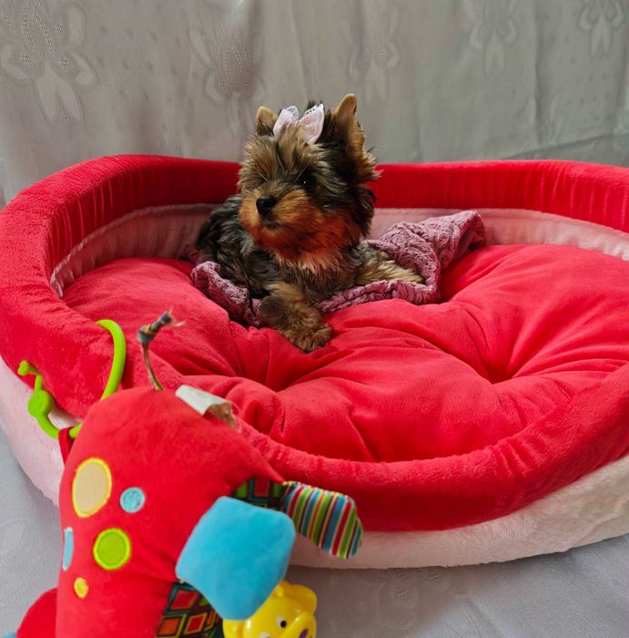 Urocza suczka york yorkshire terrier